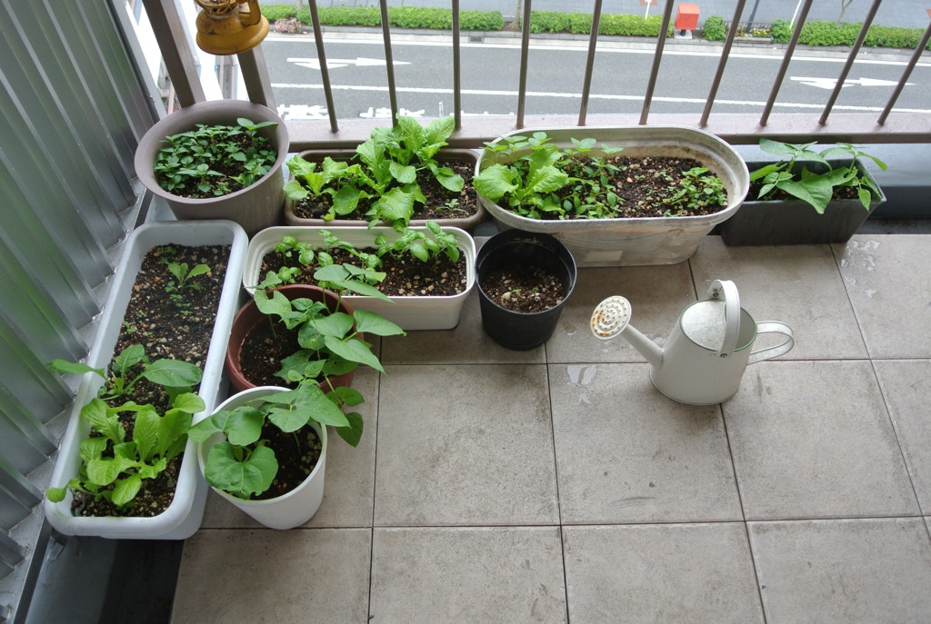野菜、家庭菜園、環境問題、プロセス、100円