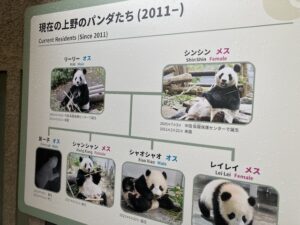 上野動物園、パンダ、見に行く