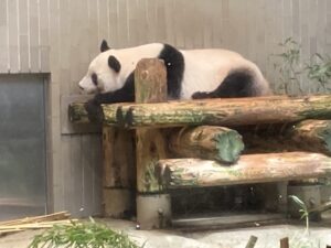 上野動物園、パンダ、見に行く