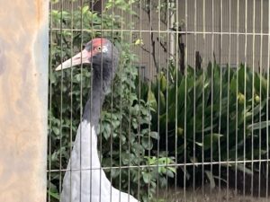 珍しい動物、会える、上野動物園