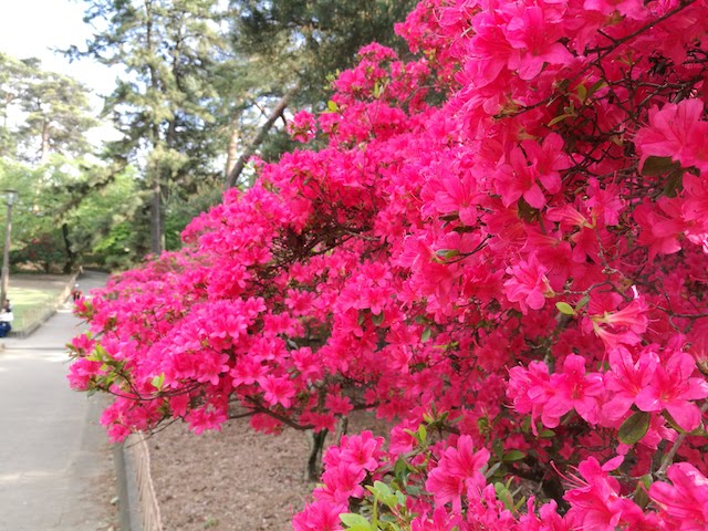 華蔵寺公園、チルアウト、毎年恒例、春、花まつり